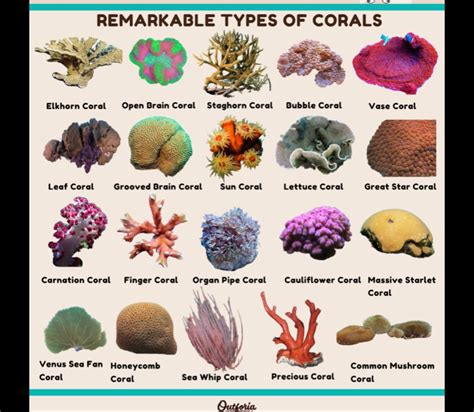 Types of Coral Poster