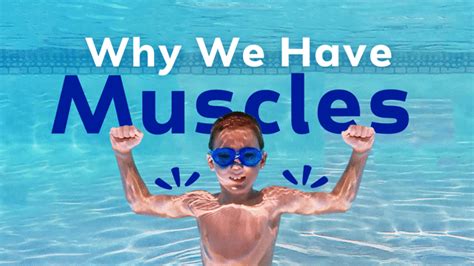 Image result for How Muscles Work Video