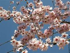 fiori mandorlo mandorlo in fiore fiori 183 foto gratis su pixabay fiori mandorlo mandorlo in fiore fiori 183 foto gratis su pixabay