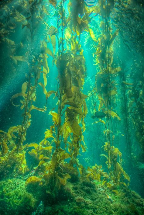 The Kelp Forest | Ocean plants, Kelp forest, Nature photography
