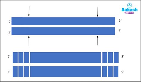 Restriction Enzymes, Discovery, Mechanism of Action, Nomenclature ...