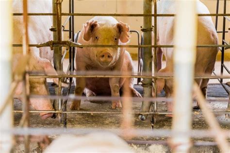 Factory Farming 的图像结果