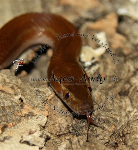 Lamprophis capensis fuliginosus in Volkach | Tiere | Kleinanzeigen