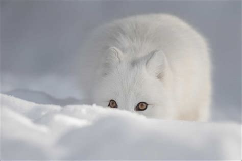 Arctic Fox Animal Facts | Vulpes lagopus | AZ Animals