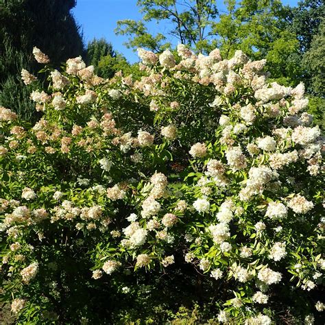 Hydrangea paniculata 'Grandiflora' ~ Pee Gee Hydrangea – ServeScape
