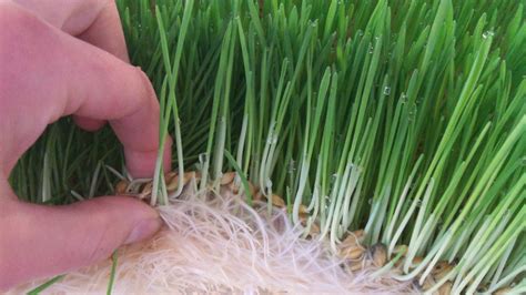 Image result for Expendable Fodder