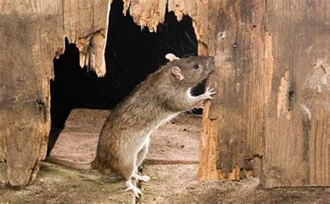日本科学家最新发现，在老鼠背上培育出人的耳朵！