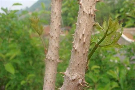 农村院子里常栽的这几种树，你家有栽吗 - 每日头条