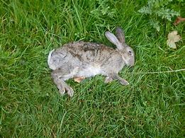 Image result for Dead Rabbit Funny