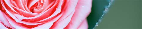 Download wallpaper macro, rose, Bud, section macro in resolution 3840x800