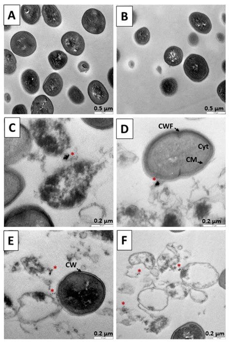 Use of Nanoparticles to Prevent Resistance to Antibiotics—Synthesis and ...