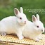 Image result for Super Cute Baby Bunny Drawings
