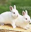 Image result for Cute Baby Bunnies for Free