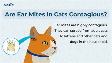 Ear Mites in Cats: Ear Scratching and Brown Stuff In The Ears