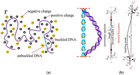 Mechanical Constraint Effect on DNA Persistence Length