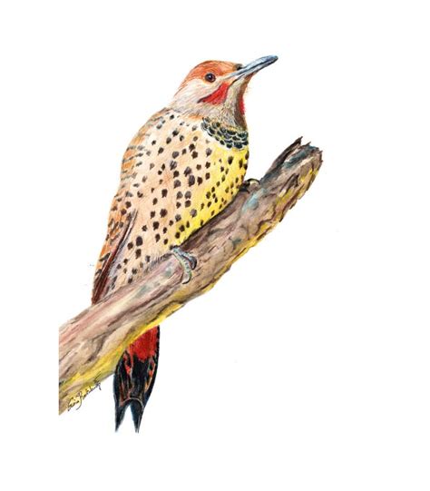 Northern Flicker Yellowhammer Bird Watercolor Alabama State Bird ...