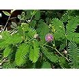 Leaf Gardening Mimosa Pudica, Touch me not, (Chui MUI) Live Plant (Chui ...