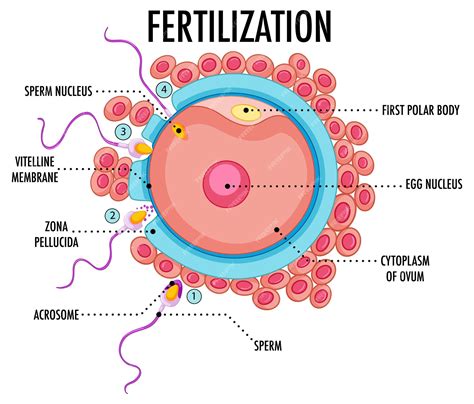 Where Does Fertilization Occur