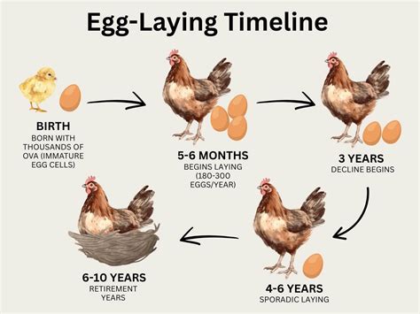 How Long Do Chickens Lay Eggs?