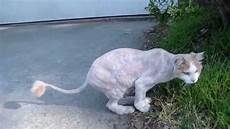 cat hair cut cat hair cut cat hair cut cat hair cut