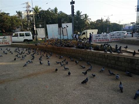 Kasu Brahmanandha Reddy National Park (KBR), Hyderabad, TG