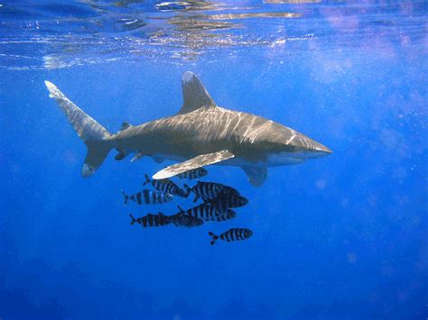 File:Oceanic Whitetip Shark.png - Wikipedia