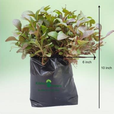 Golden Duranta Plant