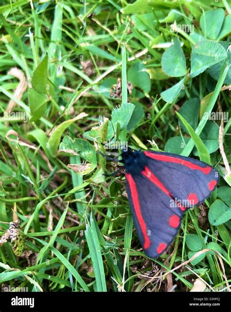 Red moth hi-res stock photography and images - Alamy