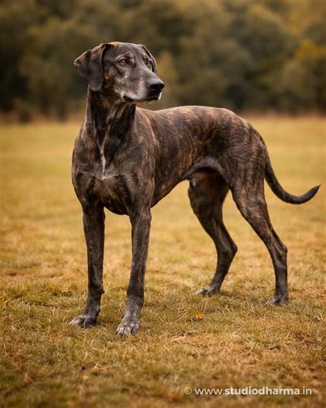 The Rampur Hound, Rampur – The Royal Sighthound of Uttar Pradesh ...
