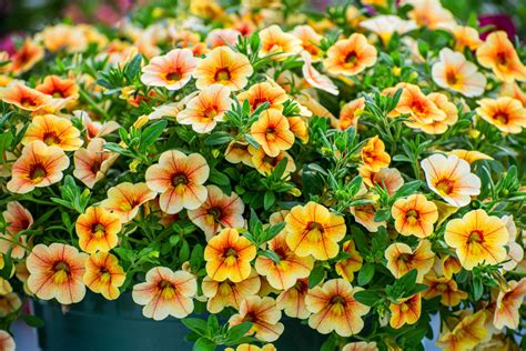 Calibrachoa ‘Million Bells’ - Are They Worth It For One Season Of ...