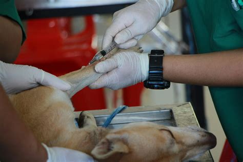 Vet Tech vs. Vet Assistant: Understanding the Differences - OC Veterinary Assistant School | OCVAS