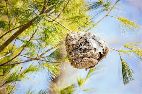 How to Safely Get Rid of Wasps Without Getting Stung - Garden Betty