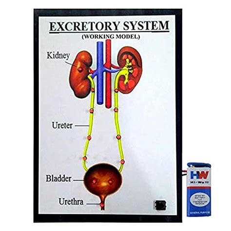 Buy Excretory System- Biology Science Educational Project. Online at ...