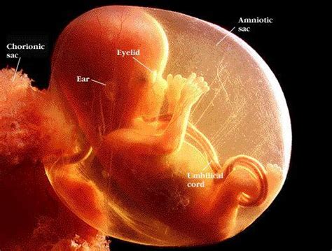 怀孕4个月胎儿发育标准及胎心_第二人生