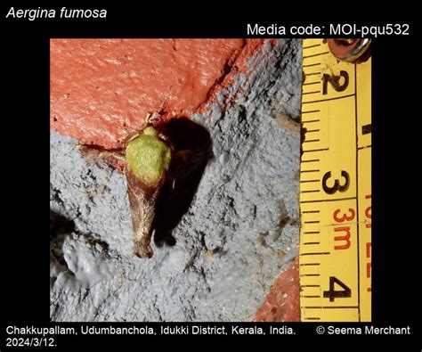 Aergina fumosa | Moths