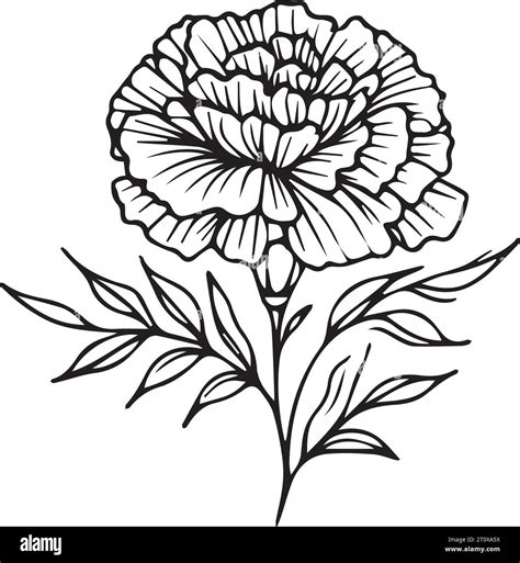 Easy Drawing Of Marigold Flower at Sharon Melton blog