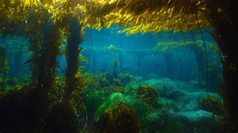 Kelp forest, San clemente island, Ocean creatures