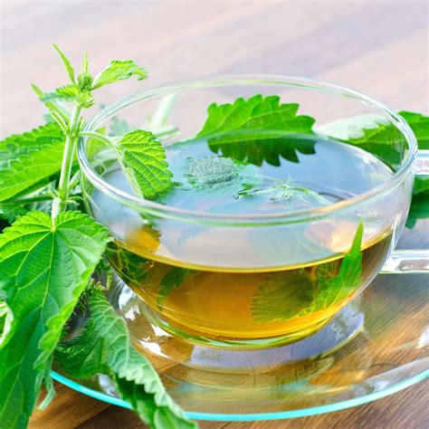 Buy Stinging Nettle Leaf Tea: benefits, How to Make, Side effects ...