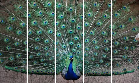 Inephos Vinyl Nature Painting, Multicolour, Peacock, Standard : Amazon ...