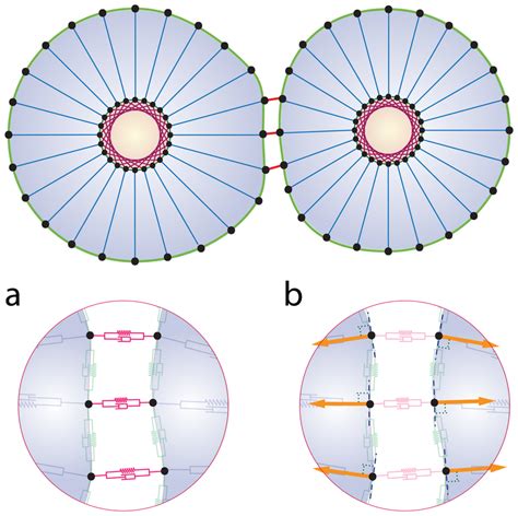 Cell-Cell Interaction 的图像结果