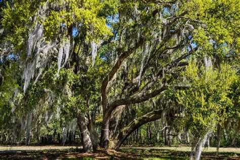 Swamp Moss 的图像结果