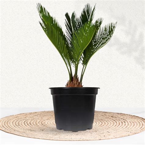 Buy Cycas Palm (Sago Palm) Online - Gardengram India