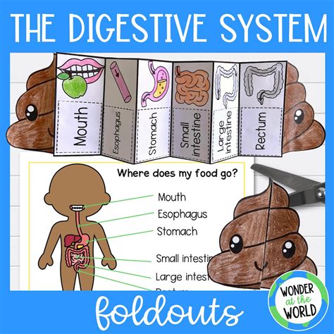 Digestive System For Kids