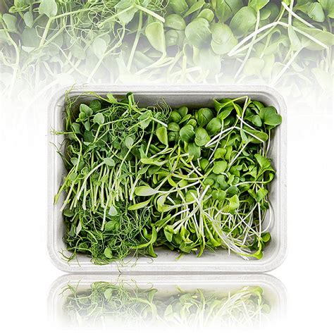embalado com Microgreens MIX MiniGreenBox, 3 tipos de folhas / mudas ...
