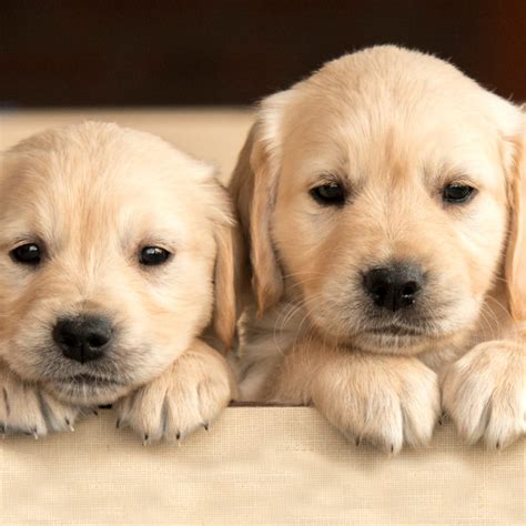 Discovering the Irresistible World of Cute Dog Breeds