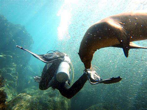 Dive Cabo Pulmo - All You Need to Know BEFORE You Go