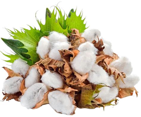 KK Fibers: Leading Manufacturer & Exporter of Indian Raw Cotton