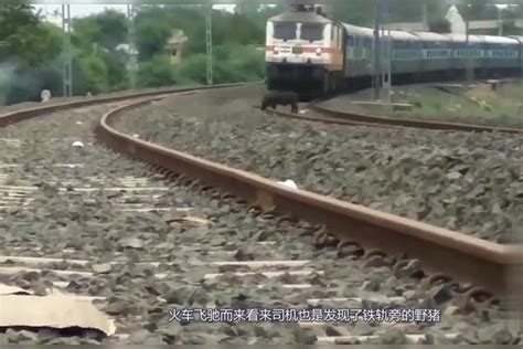 野猪站在火车轨道上，一辆火车飞驰而来，镜头记录下惨烈一幕_火车轨道_镜头_野猪