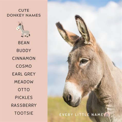 Famous Donkey Names at Tammy Jackson blog