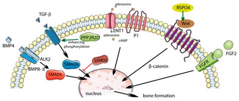 IJMS | Special Issue : Molecular and Neural Mechanisms of Swallowing